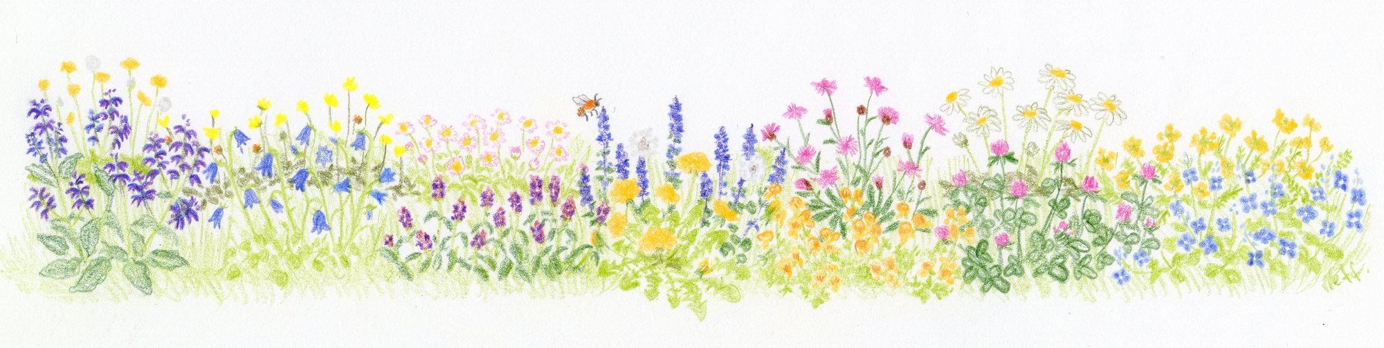 Initialer Blumenstreifen für einen wildbienenfreundlichen Spielrasen