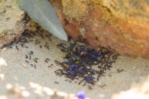 die Grabwespe Crabo peltarius interagiert mit Ameisen