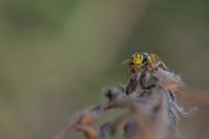 Harpactus elegns mit Knotenameise