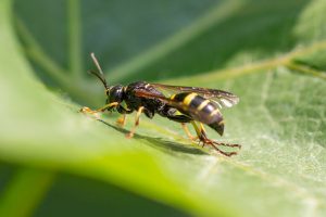 Gorytes lacticinctus