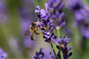 Lavendel für Wildbienen
