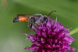 Die Heuschrecken-Sandwespe lässt sich sehr gut beim Blütenbesuch beobachten. Kugellauch lockt sie zuverlässig an. Sphex funerarius an Allium sphaerocephalon, Guntersblum, Garten, 9.7.21
