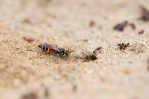 Harpactus elegans Grabwespen im Sandarium