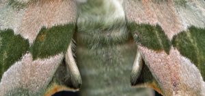 Lindenschwärmer Mimas tiliae