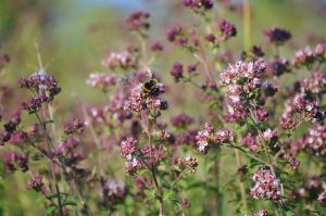 Oregano-fuer-wildbienen