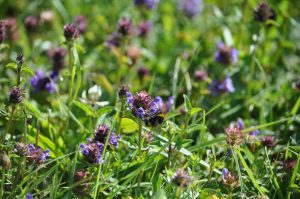 braunelle-fuer-wildbienen