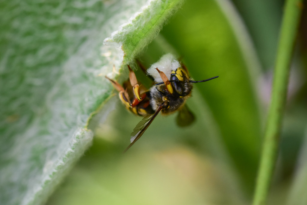 Gartenwollbiene sammelt Pflanzenwolle