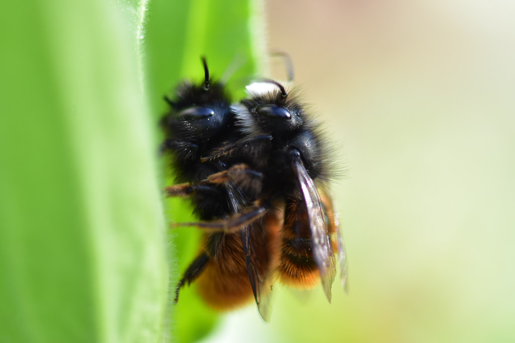 Paarung gehörnte Mauerbiene