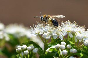 gamander-spierstrauch-fuer-wildbienen