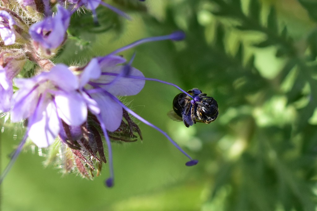 Pollenernte an Phacelia