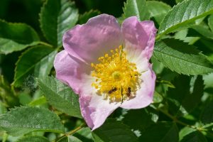 rose-pollen-fuer-schmalbienen