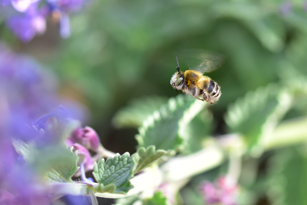 Wildbienen Revier Patrouille