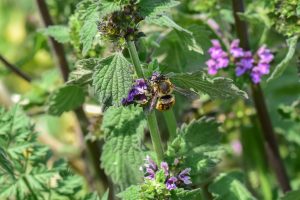 schwarznessel-fuer-wildbienen