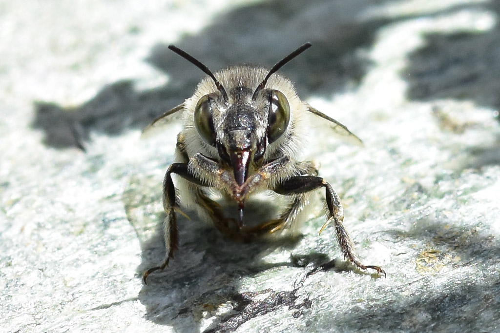 Wildbiene putzt sich