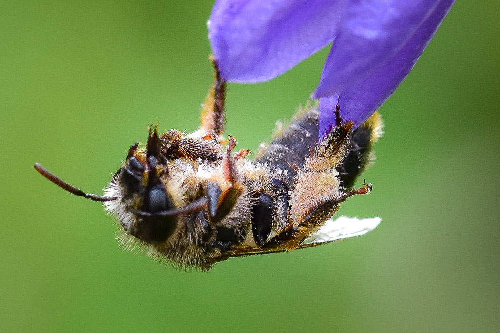 Melitta haemorrhoidalis Pollenernte