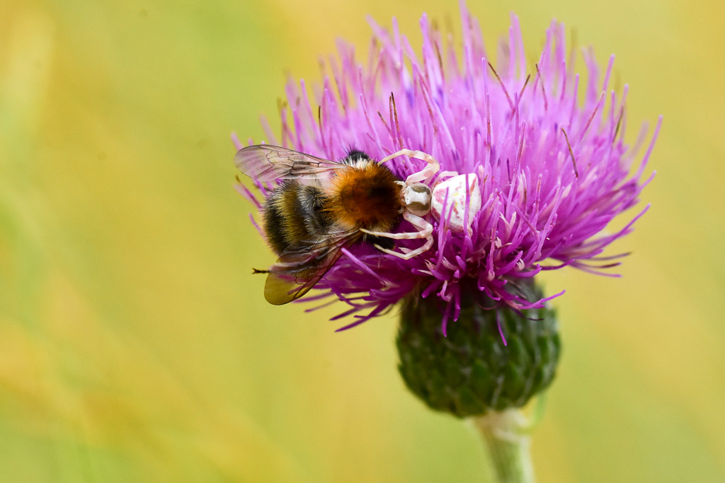 Krabbenspinne erbeutet Hummel