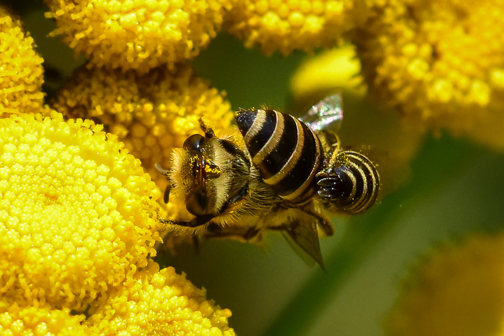 Seidenbiene auf Rainfarn