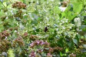 bergminze-fuer-wildbienen