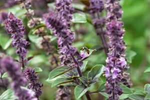 basilikum-fuer-wildbienen