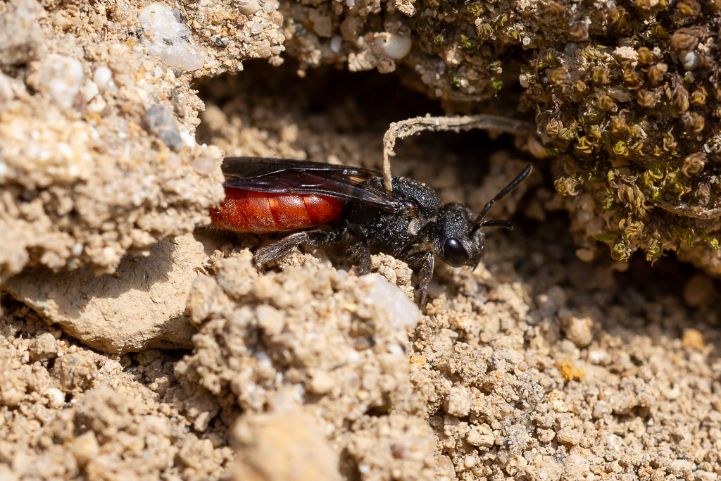 Sphecodes albilabris