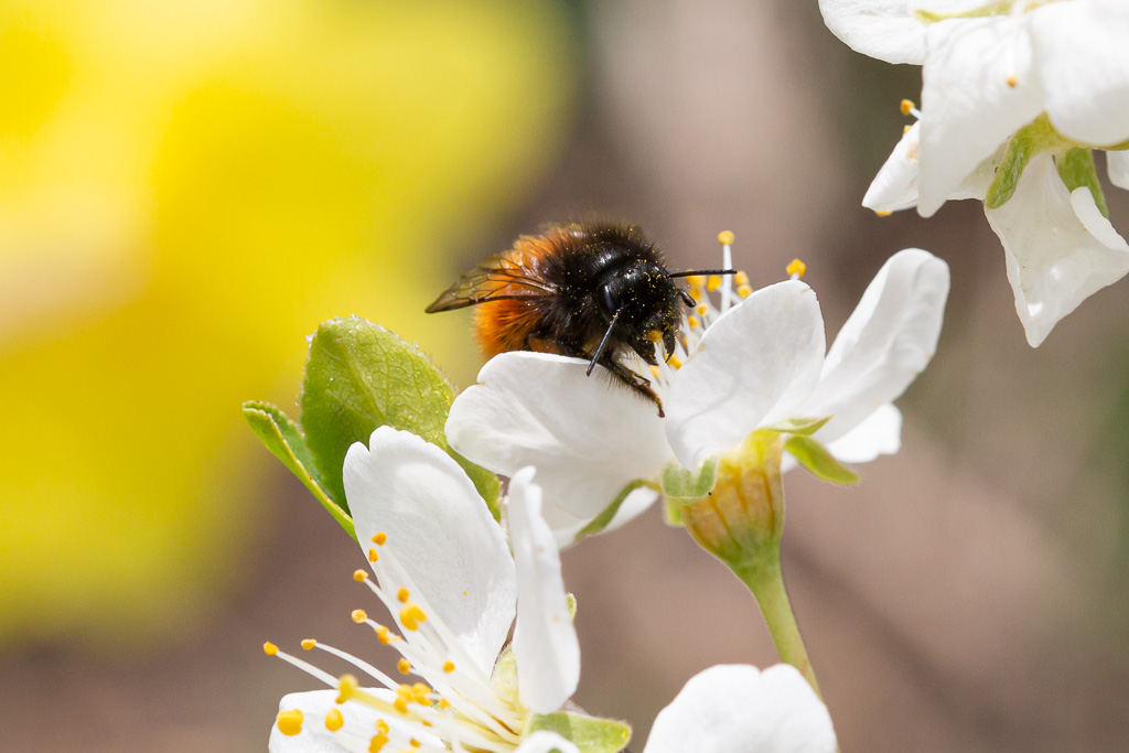Wildbiene bei der Pollenernte