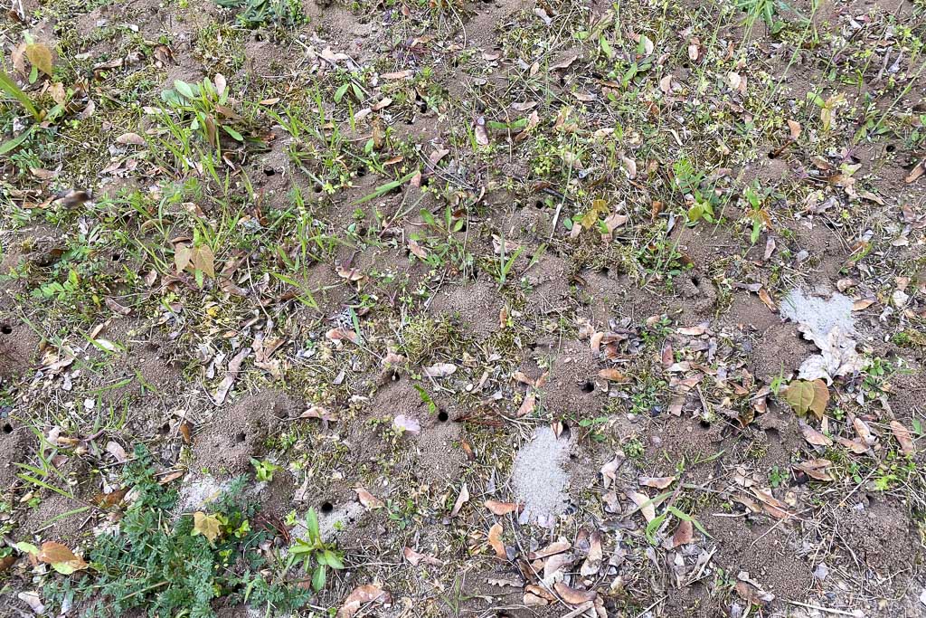 Nestagregation Colletes cunicularius