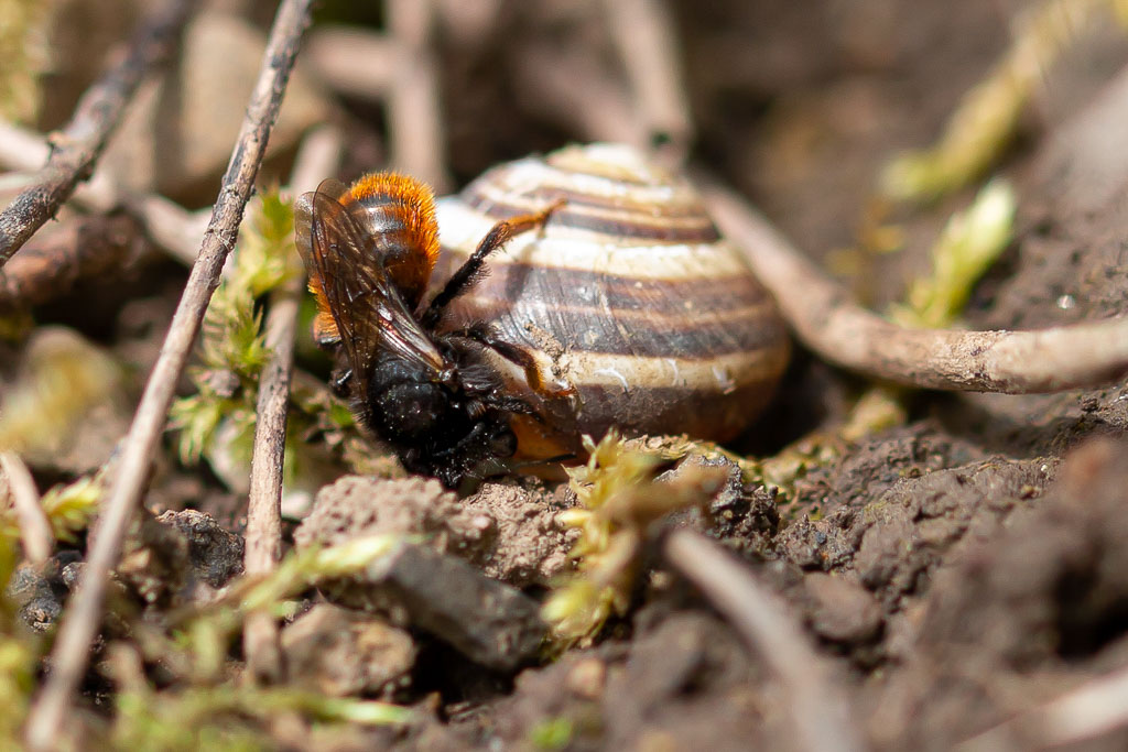 Schneckenhaus-Mauerbiene