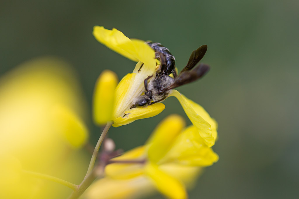 Andrena agilissima Blauschiller Senfsandbiene