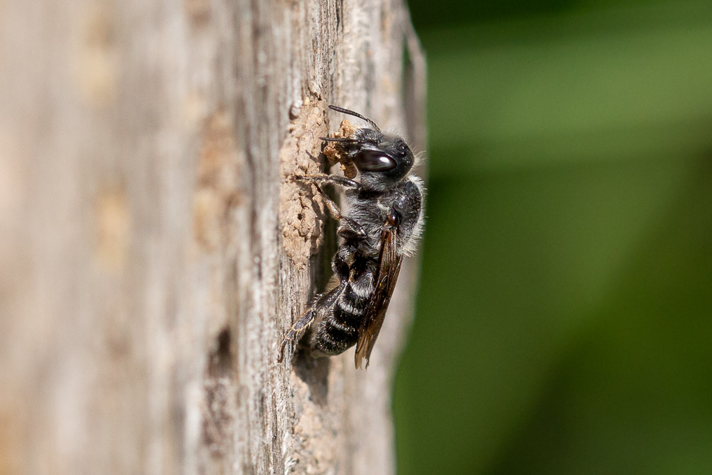 Natternkopf-Mauerbiene baut Nestverschluss