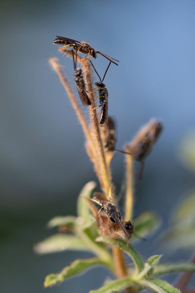 Wildbienen Schlafgemeinschaft