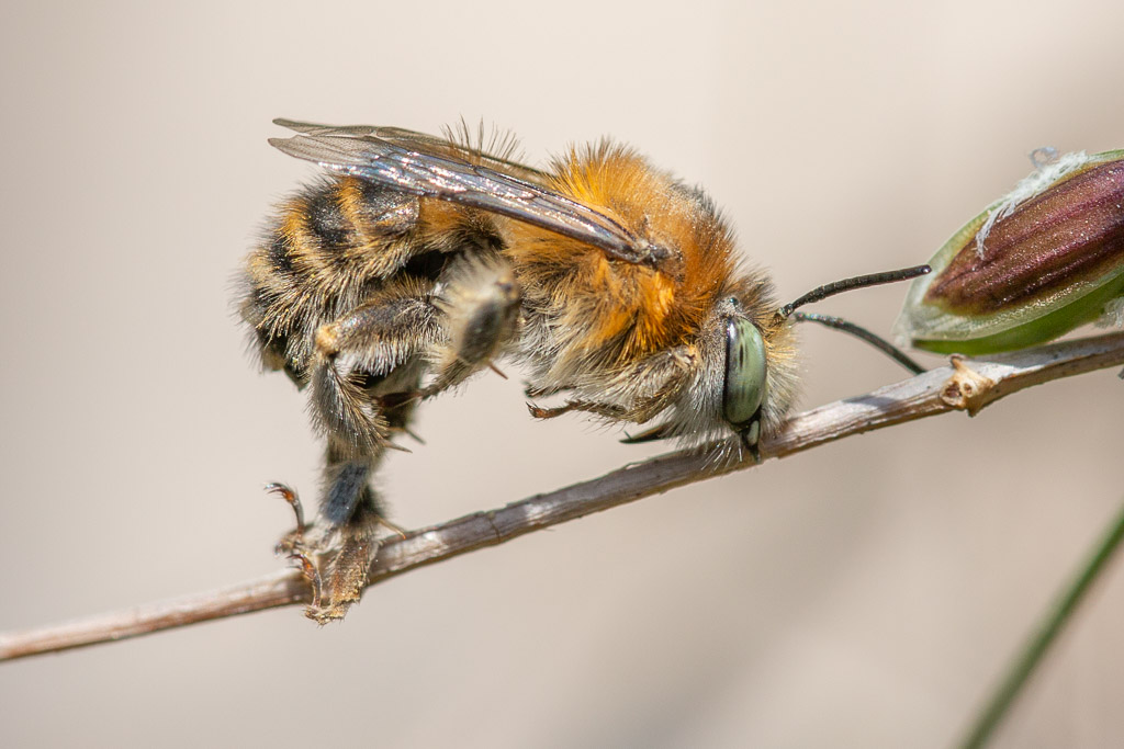 Anthophora quadrimaculata putzt sich