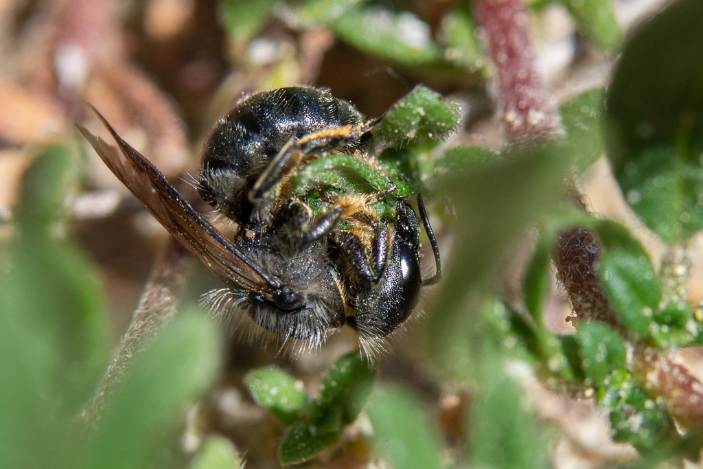 Wildbiene sammelt Blattstücke