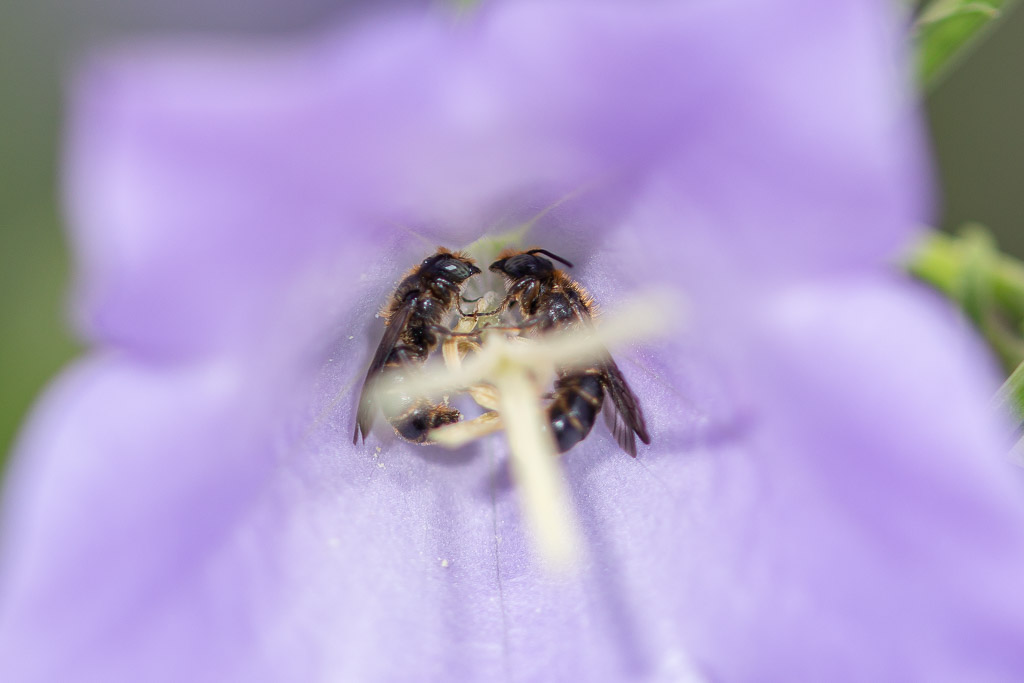 Wildbienen schlafen in Glockenblumen
