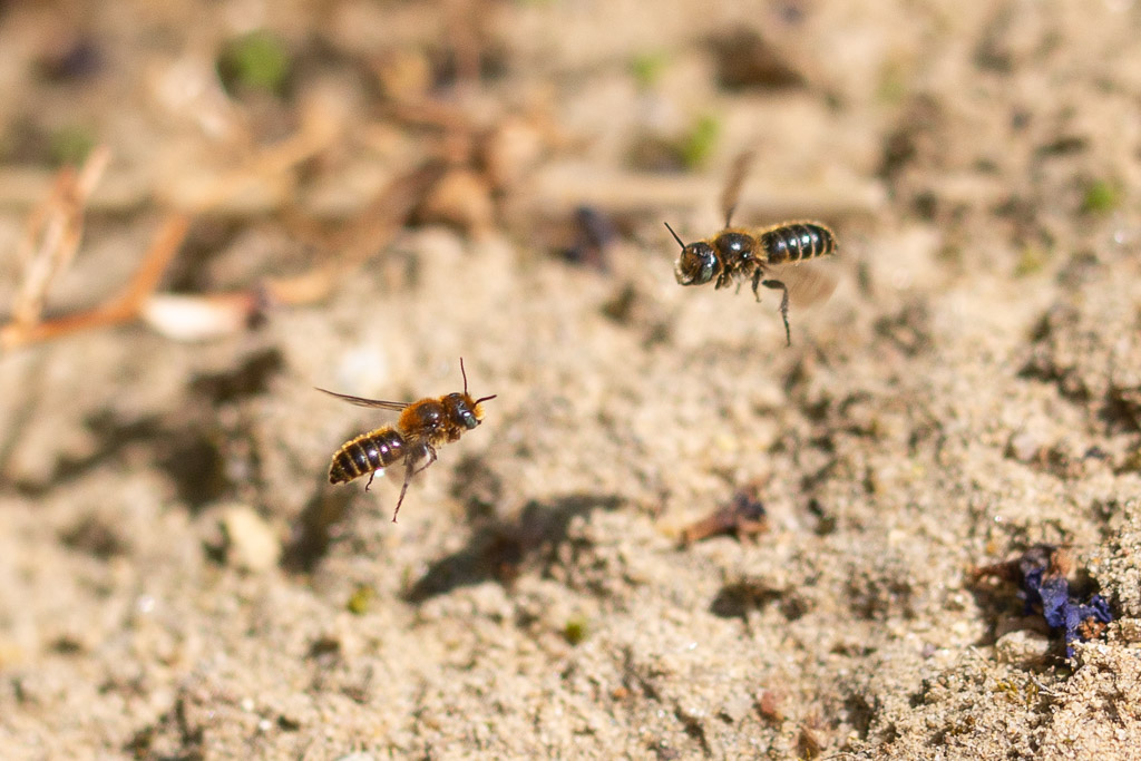 Revier-kampf Natternkopf-Mauerbiene