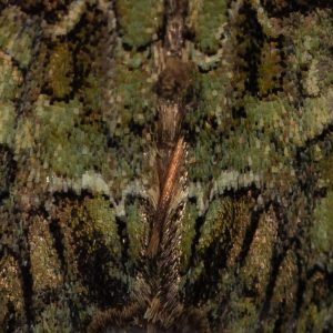 Bunte-Ligustereule-garten