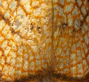 Ahorn-spinnwickler-garten