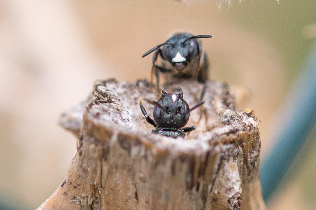 Keulhornbienen markhaltige Stängel