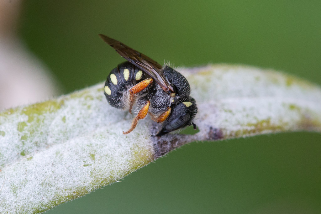 Anthidium nanum schläft