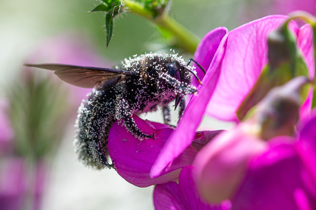 Pollentransport Wildbienenmännchen