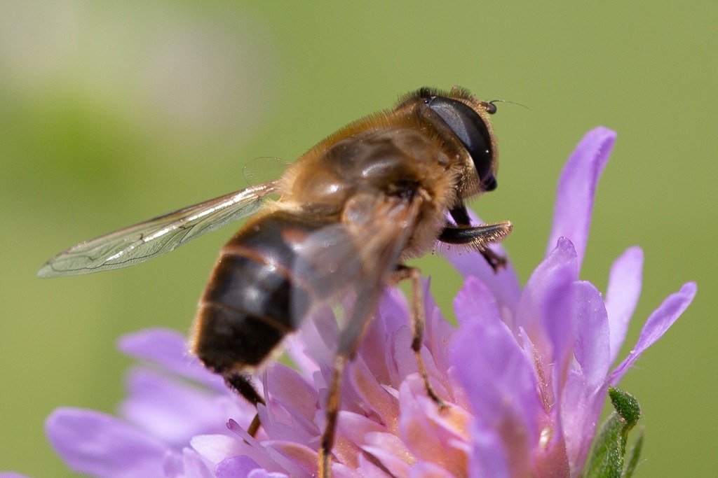 Unterschied Wildbiene Fliege