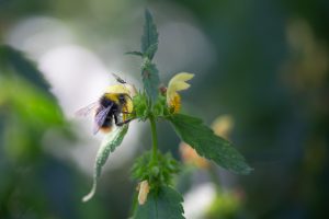 Schattenbeete für Hummeln