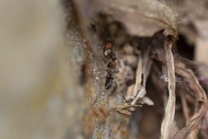 Ameisen mit Samen mit Elaiosom