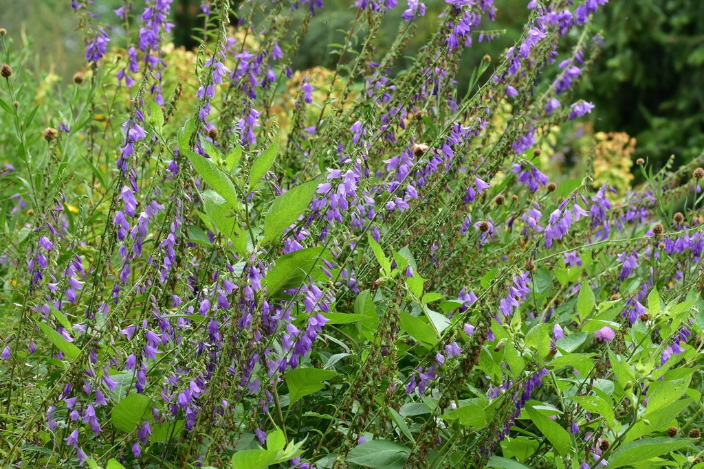 Acker-Glockenblume-fuer-wildbienen