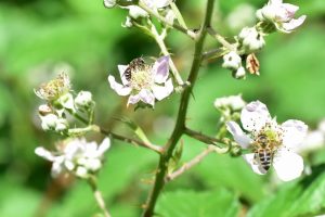 Brombeere-mit-Honigbiene