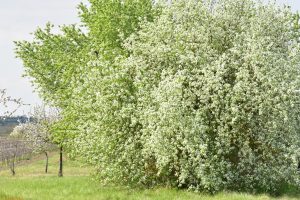 Kirsche-Grossstrauch-fuer-wildbienen