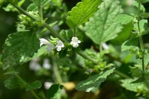 Melisse-fuer-wildbienen