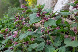 Nesselkoenig-fuer-wildbienen