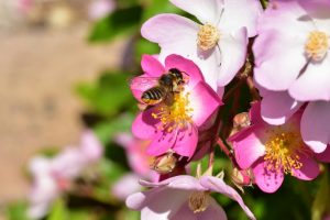 Rose-Robin-Hood-wildbienen