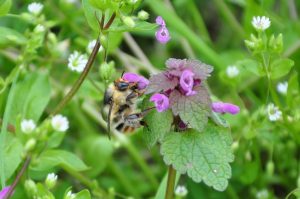 Rote-Taubnessel-fuer-wildbienen