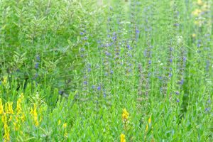 Ysop-fuer-wildbienen